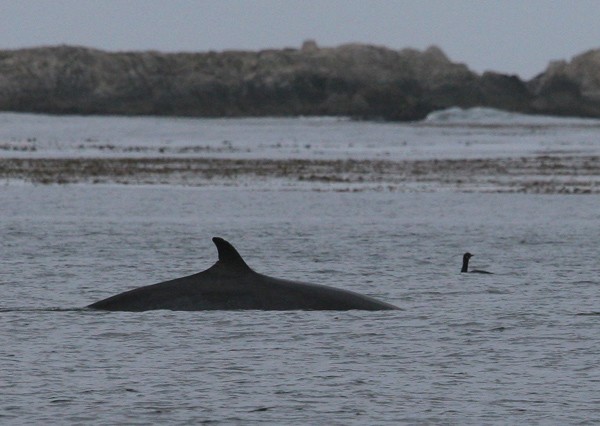 Minke Whale